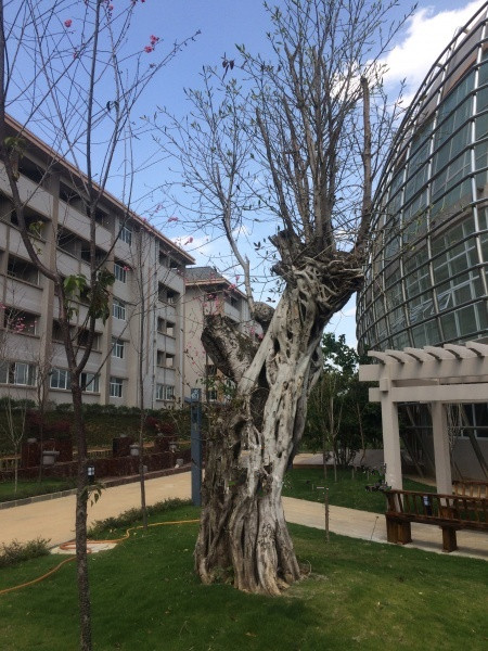 腾冲市朋阳健康养生养老服务中心