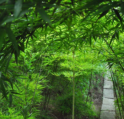 璧山福音养老院